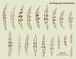 <em>Antillogorgia elisabethae </em>(Bayer, 1961) by Howard Lasker