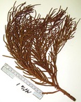 <em>Muriceopsis flavida </em>(Lamarck, 1815) by Charles Messing