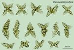 <em>Plexaurella fusifera </em>(Kunze, 1916) by Howard Lasker