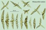<em>Plexaurella nutans </em>(Duchassing and Michelotti, 1860) by Howard Lasker