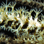 Octocoral Intro Image 1
