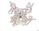 Modeling the Binding of Tetrodotoxin and Saxitoxin to the Nav1.7 Voltage-Gated Sodium Channel