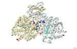 Modeling Isocitrate Dehydrogenase 2 Mutations in Acute Myeloid Leukemia: Exploring how the drug AG-221 Inhibits 2-hydroxyglutarate Production and Restores Blood Cell Differentiation by Bhumika Balani, Jay Matta, Nitya Punjal, and Brianna Bourke