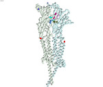 Modeling Nicotine, AT-1001, and Varenicline at the α3β4 Nicotine Acetylcholine Receptor by Japji Madan, Andersen Cheong, and Mourya Khandai