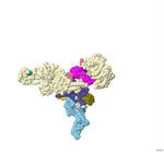 Modeling the Function of Ryanodine Receptor Type 2 and its Role in Catecholaminergic Polymorphic Ventricular Tachycardia (CPVT) Heart Disease​ by Harani Ritesh Athwale, Dillen-Preetesh Jayanti Patel, and Sai Puneeth Kothuru