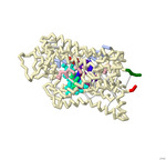 Modeling the Binding of Five Selective Serotonin Reuptake Inhibitors (SSRIs) to the Human Serotonin Transporter (hSERT) to Allosteric and Central Binding Sites by Alessandra Alvarez Coke, Ivanna Mathew, Srika Saai Talanki, Emily F. Schmitt Lavin, and Arthur Sikora