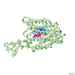 Modeling OCT3-Mediated Buprenorphine Transport as a Mechanism for Salivary Accumulation and Oral Toxicity