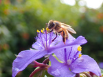 Meet the Pollinators Winner: Most Artistic by Miranda Brohman