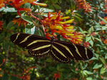 Meet the Pollinators Winner: Most Ecological/ Natural by Miranda Brohman