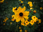 Local Native Plants Winner: Most Ecological / Natural by Michelle Bassali