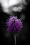 Local Native Plants Winner: Most Artistic by Nicholas D. Burchett
