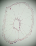 Parazoanthus capensis by Timothy D. Swain